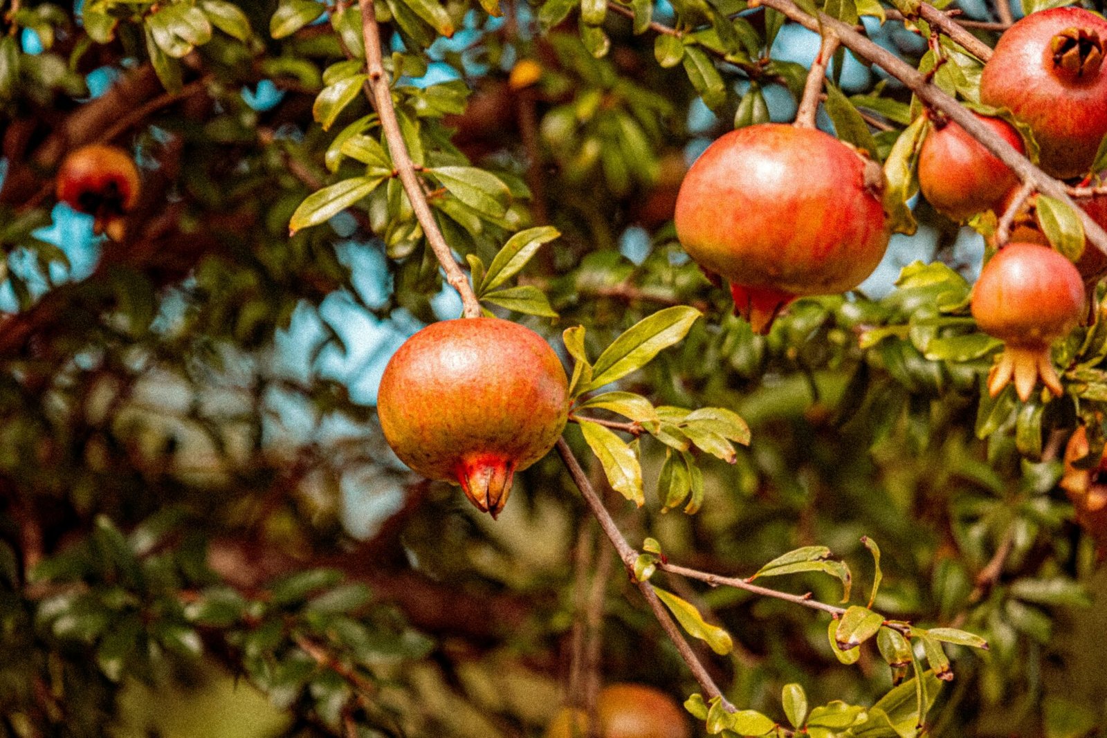 Close-up of ripe pomegranates hanging on a green branch, symbolizing fresh produce in autumn.