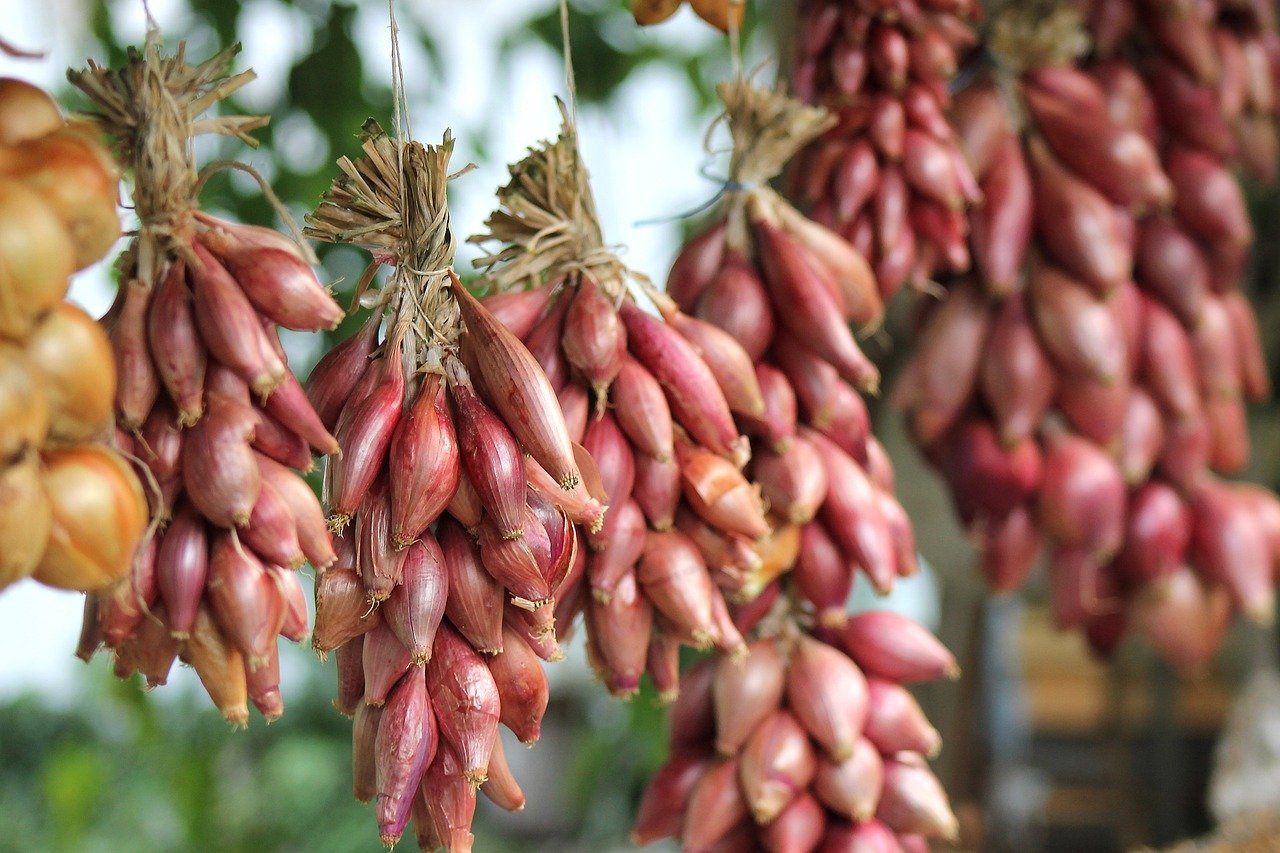 onion, vegetables, food, organic, harvest, kitchen garden, gardening, purple onion, lifestyle, onion, onion, onion, onion, onion