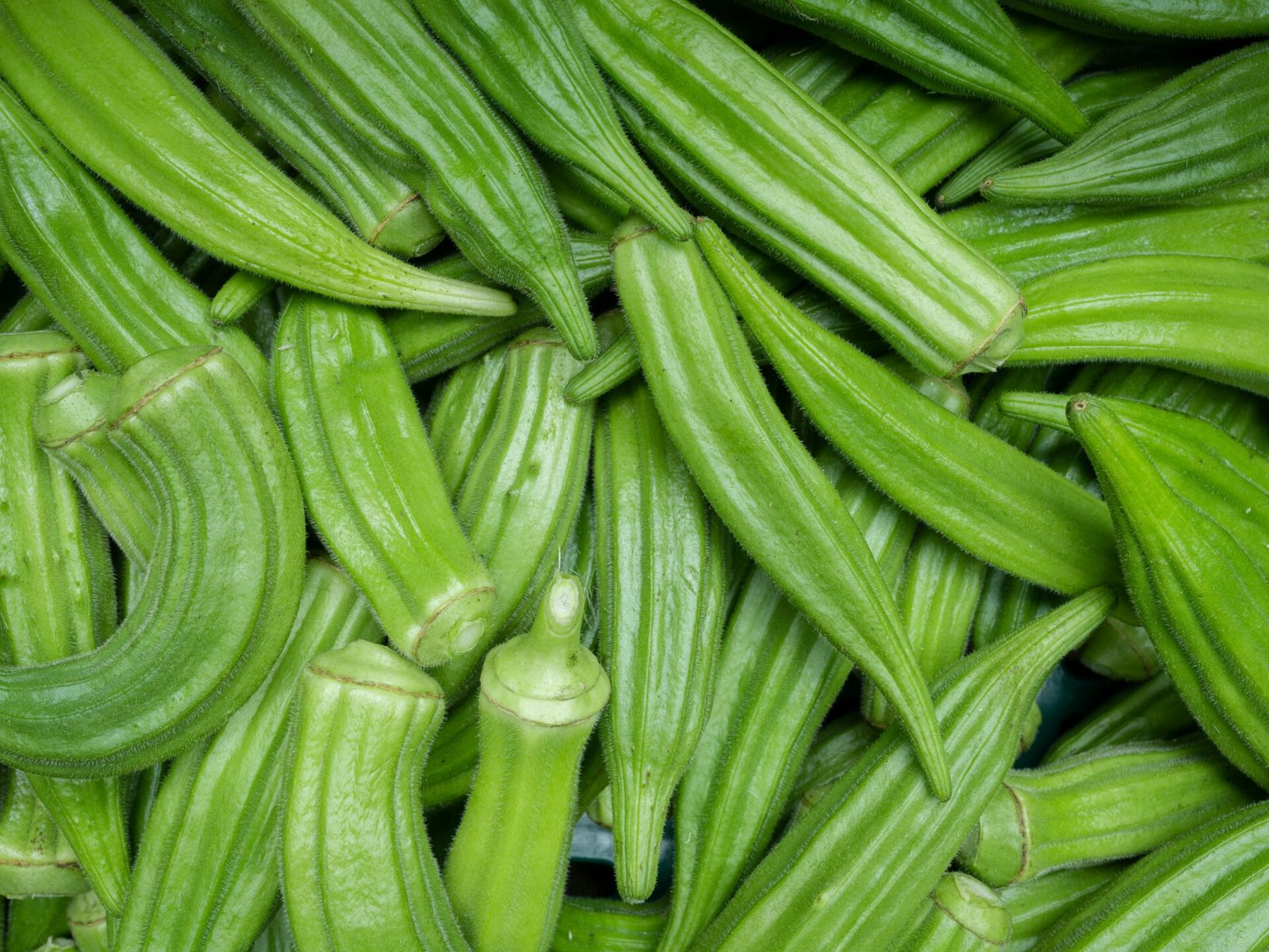 Close-up of fresh green okra pods, showcasing their vibrant color and texture.