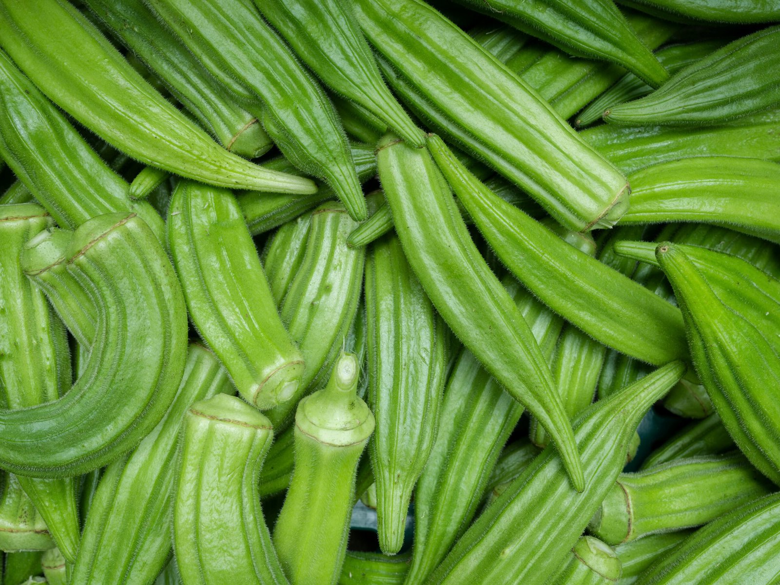 Close-up of fresh green okra pods, showcasing their vibrant color and texture.